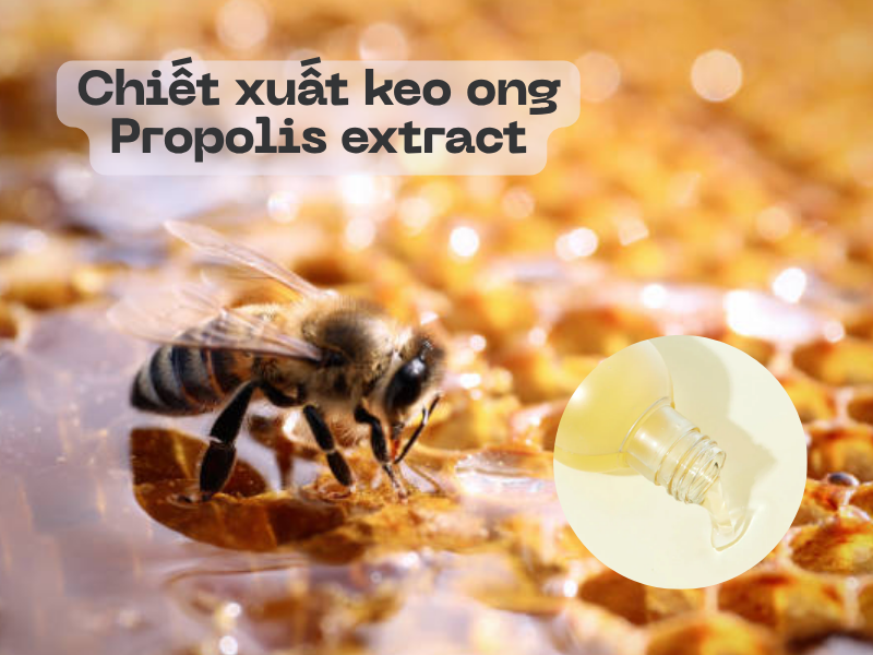 Tác dụng của chiết xuất keo ong – Có thật sự thần kỳ như quảng cáo?